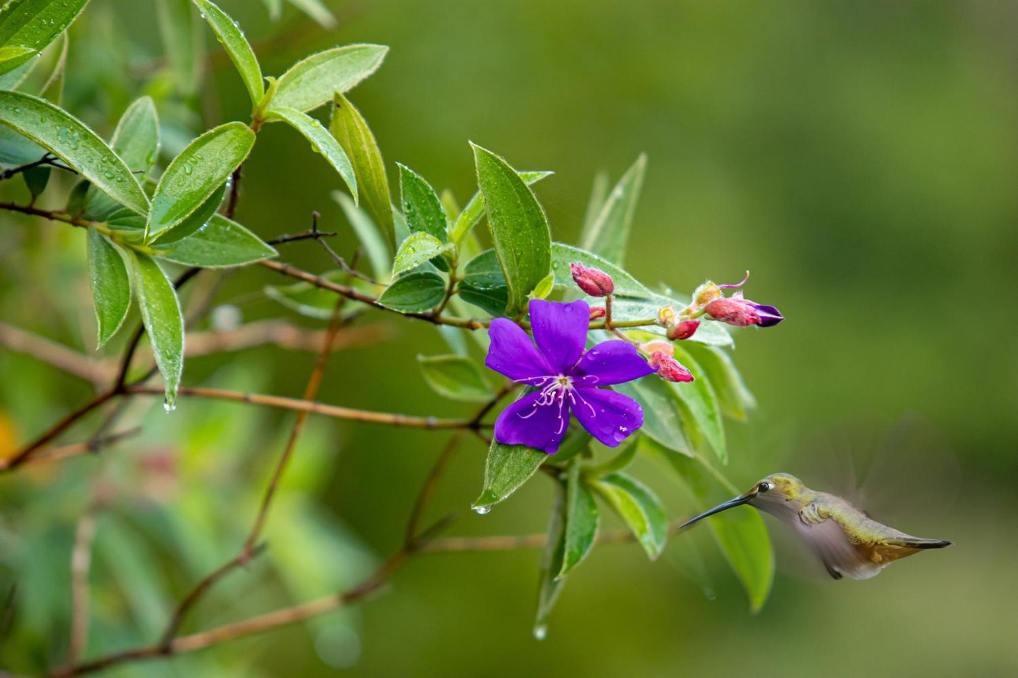 Heliconias Rainforest Lodge 비자구아 외부 사진
