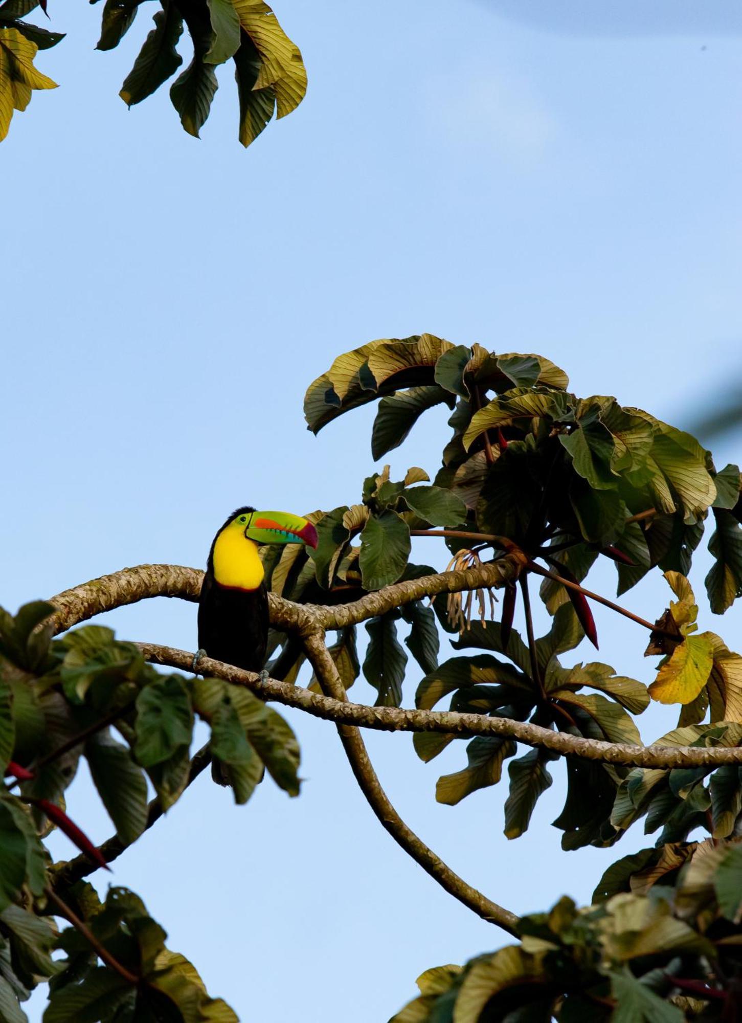Heliconias Rainforest Lodge 비자구아 외부 사진