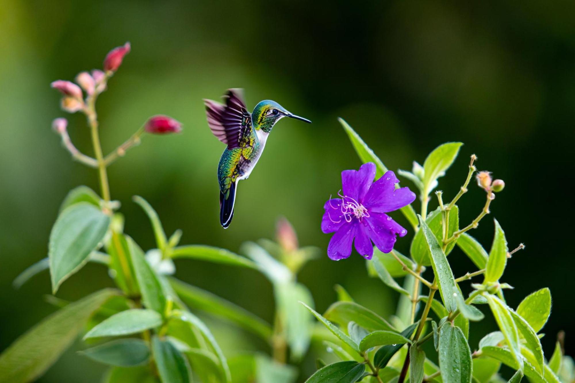 Heliconias Rainforest Lodge 비자구아 외부 사진
